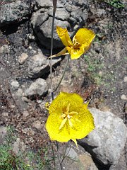 calochortus weedii